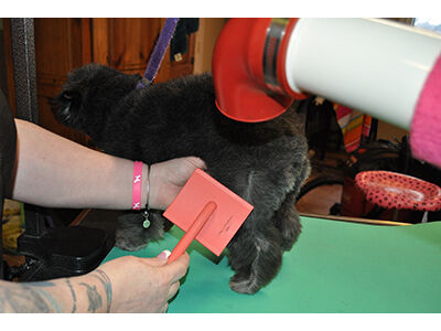 How to Learn the Asian Fusion Pet Grooming Technique